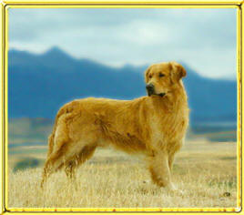 Darrowby Goldens